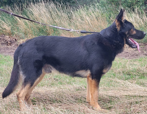 Duke vom Uecker-Randow
